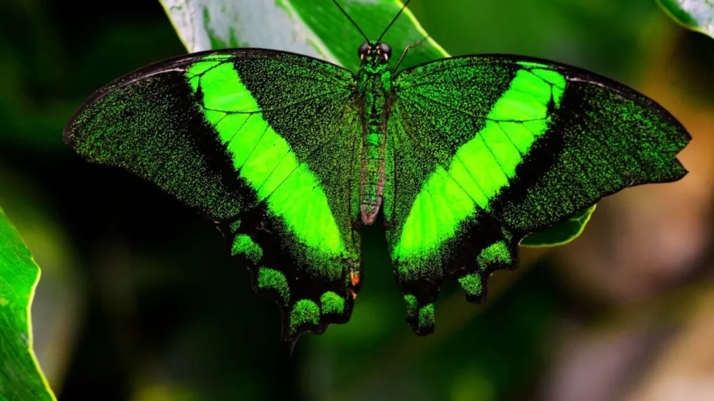 o-que-significa-sonhar-com-borboleta-verde